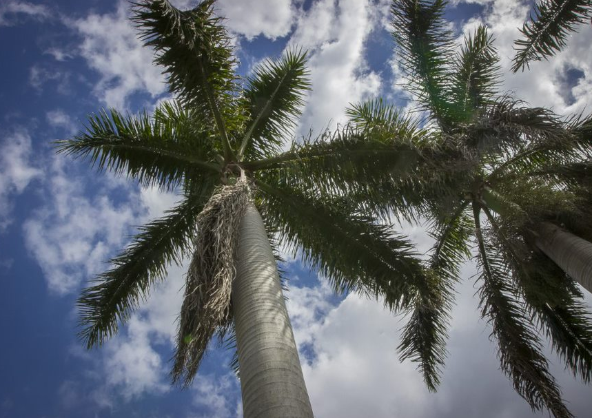 Course Descriptions - Florida SouthWestern State College - Acalog ACMS™